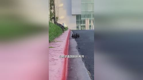 小鸭群艰难爬马路牙
