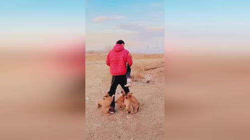 小狗子们合力救小主人