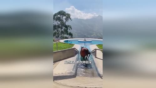 骏马的专用游泳池