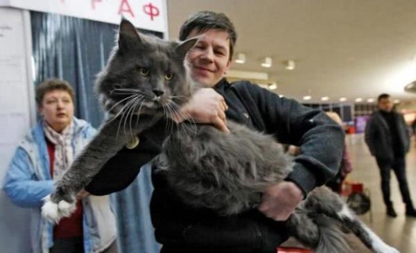 “最大只猫咪”比赛, 12公斤重的猫咪夺冠, 这猫咪什么品种呀?