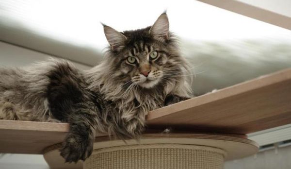 “最大只猫咪”比赛, 12公斤重的猫咪夺冠, 这猫咪什么品种呀?