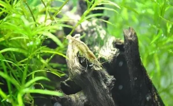 水中“清道夫”大集结，解决你的鱼缸难题！