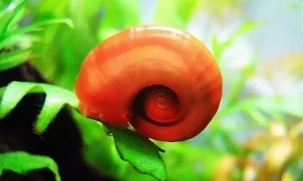 水中“清道夫”大集结，解决你的鱼缸难题！