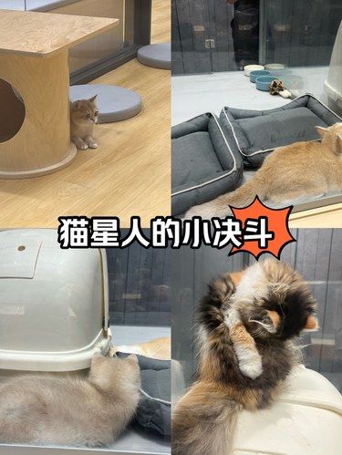 喵星人的小决斗丨宠物达人的小天堂❗❗