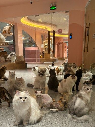 在深圳！！ 同时被这么多只猫猫包围啦