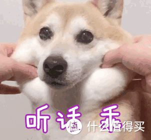 狗狗身上这6个地方,喜欢被抚摸,你真的知道吗?