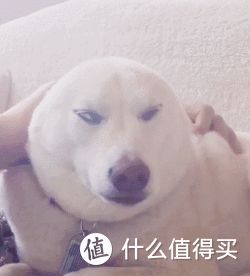 狗狗身上这6个地方,喜欢被抚摸,你真的知道吗?