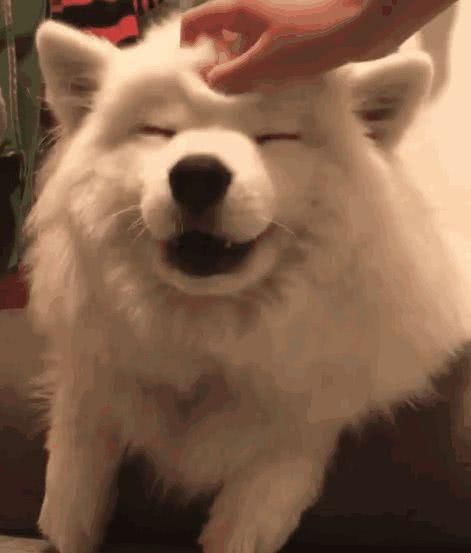 狗狗不喜欢被抚摸怎么办，宠物狗身上有三个雷区不能碰！