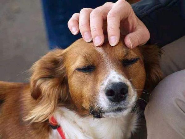 狗狗不喜欢被抚摸怎么办，宠物狗身上有三个雷区不能碰！