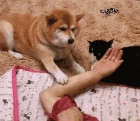 狗狗不喜欢被抚摸怎么办，宠物狗身上有三个雷区不能碰！