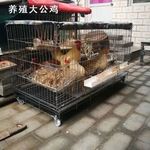 大鸡笼子养殖笼鸡笼家用折叠鸡笼养鹌鹑兔笼狗笼猫笼鸽子小鸡笼子
