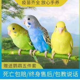 虎皮鹦鹉宠物鸟活物家养中小型会说话幼鸟活体宠物鸟云斑鹦鹉鸟笼