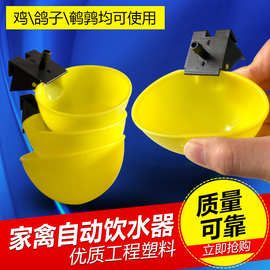 鸽子自动饮水器鸽用饮水杯水碗水盒信鸽观赏鸽种配对养殖鸽笼