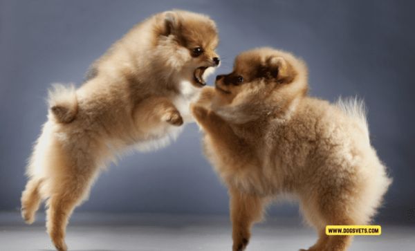 狗的行为问题和解决方案 - 7 个须知