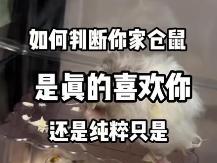 如何判断你家仓鼠是不是真的喜欢你?#仓鼠 #金丝熊 #养鼠日常分享