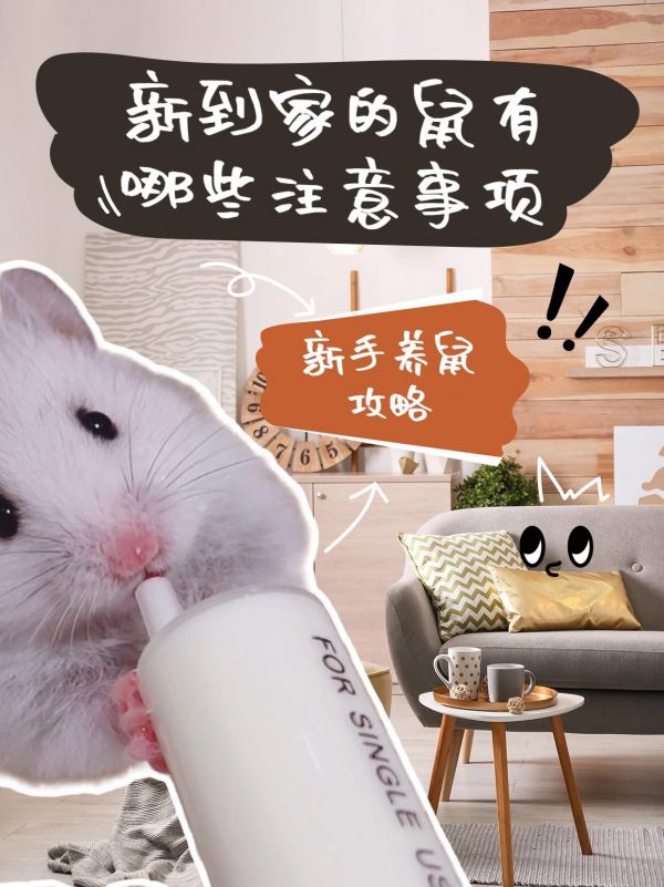 仓鼠刚到家有哪些注意事项。仓鼠有哪些禁忌,各位主人你们都知道吗?快快点赞收藏不迷路哦#养鼠日常分享 #治愈小宠 #新手养宠 #仓鼠 #金丝熊