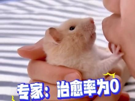 快发给你养鼠子的朋友看看!#仓鼠 #养鼠日常分享