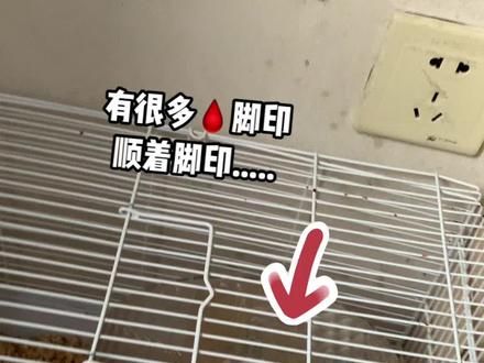 天啊 大家不要用木笼子了 #养鼠日常分享 #金丝熊