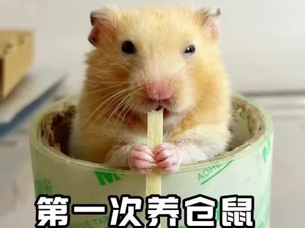 第一次养仓鼠需要准备什么?#金丝熊 #仓鼠 #新手养鼠指南