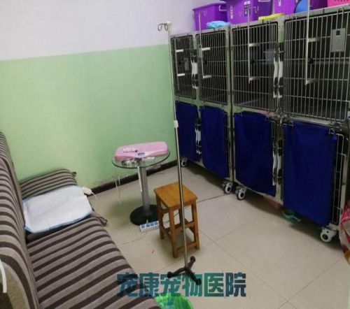 洛阳宠物医院_宠物医院耗材相关-洛阳市高新开发区宠康宠物医院