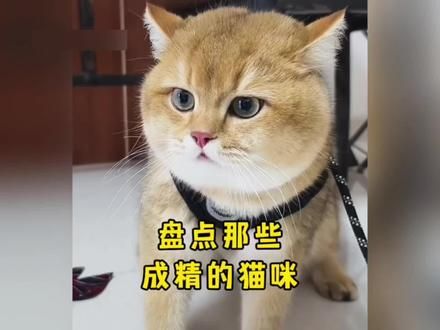 或许它们真的把自己当人了,成精了#小猫治愈世界 #萌宠出道计划 #猫咪 #有猫的评论区都在被治愈 #小猫咪治愈视频