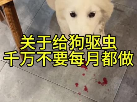 关于给狗驱虫,你必须要知道驱虫会给狗带来什么后果#养狗经验分享 #狗狗驱虫 #养狗 #养狗人