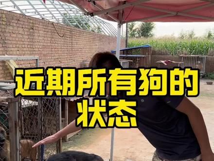 #人与动物和谐共处 #萌宠出道计划 #潘宏爱玩狗 #动物的迷惑行为 #狗狗