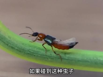如果碰到这种虫,一定要远离他。 #科普一下 #隐翅虫 #隐翅虫咬了后的症状图片