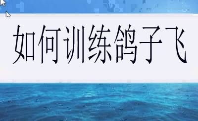 如何训练鸽子飞