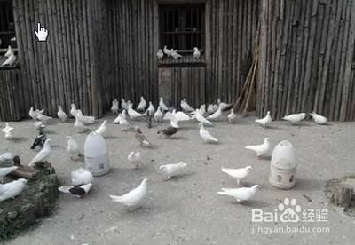 如何训练鸽子飞