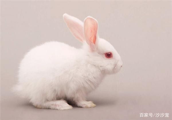 你养过兔子吗？训练兔子上厕所要从小开始？