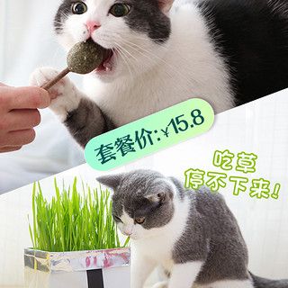 zaozuo