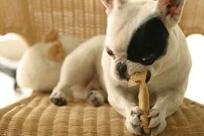 如何自制适合自家狗狗的咬胶