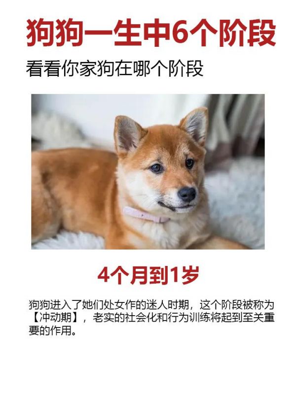 狗狗一生中6个阶段,看看你家狗在哪个阶段。#狗狗 #新手养狗 #科学养宠攻略 #汪星人 #狗狗糖尿病