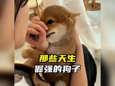 那些倔强的狗子#狗狗 #小狗狗能有什么坏心思 #狗狗日常