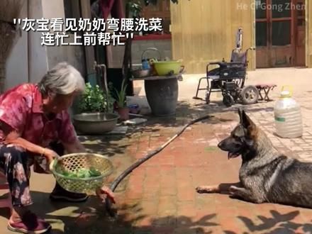 #歌曲可能是风太大了吧 上天不让狗狗讲话,是要让人们明白,爱和忠诚要靠行动证明#狗狗 #灰宝 #狗狗的爱永远单纯