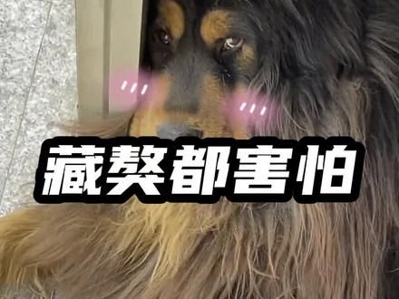 藏獒都害怕的女主人,甚至连狼都闻风丧胆的女人 #狗狗的迷惑行为#狗狗成精了#搞笑