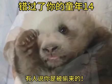 有人说你是被遗弃的,有人说你是被偷来的,这些都无法证实,唯一能证实的就是,无论你是怎么来的,你永远是姨姨们的心上熊! #七仔 #大熊猫七仔 #来这吸熊猫 #不止我一个想rua大熊猫 #萌宠出道计划