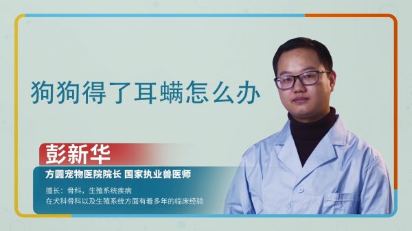 狗狗耳螨最简单治愈方法 狗狗耳螨怎么治