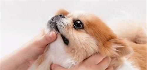 如何辨别宠物狗是否生病（掌握15个关键点，让你的狗健康无忧）