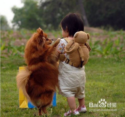 怎样和宠物狗狗相处？