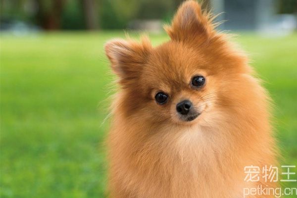 博美犬健康