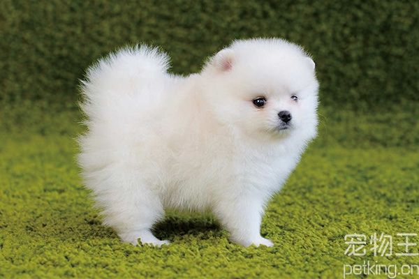 博美犬常见病
