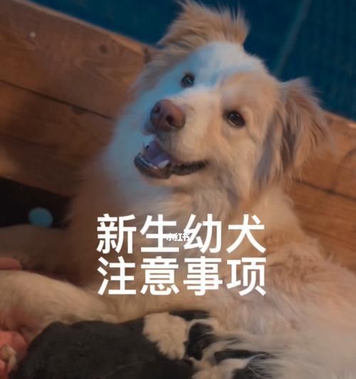 如何科学护理幼犬生病（宠物狗生病后，你需要知道的15点护理要点）