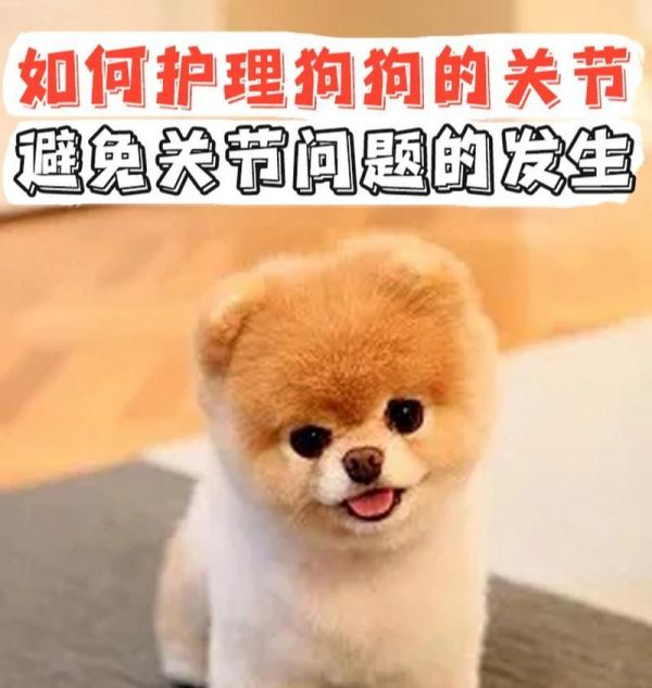 如何科学护理幼犬生病（宠物狗生病后，你需要知道的15点护理要点）