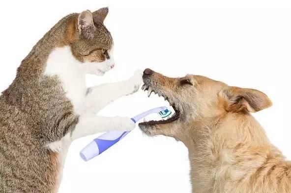 如何科学护理幼犬生病（宠物狗生病后，你需要知道的15点护理要点）