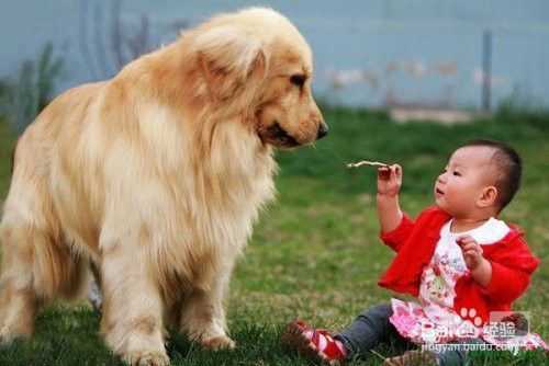 解密：狗狗为什么喜欢吃草，狗吃草是生病了吗？