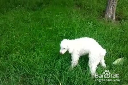 解密：狗狗为什么喜欢吃草，狗吃草是生病了吗？