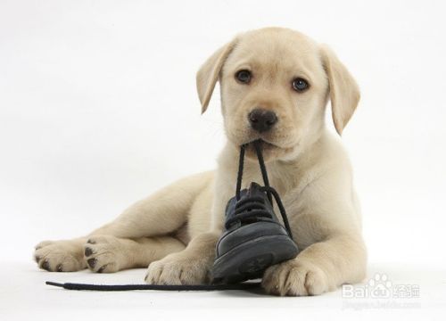 解密：狗狗为什么喜欢吃草，狗吃草是生病了吗？