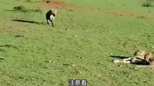 打工豹辛辛苦苦捕获来的猎物，却白白的拱手让人